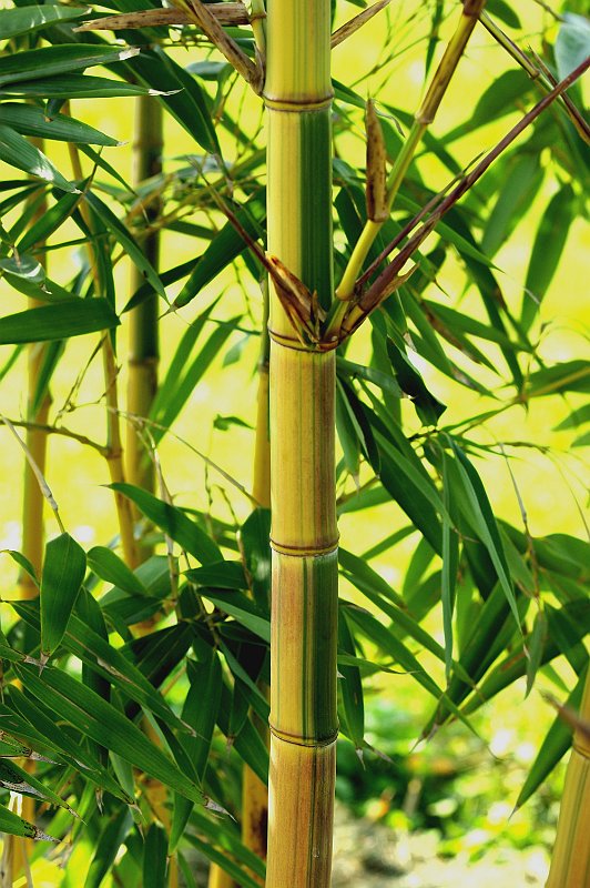 Phyllostachys praecox viridisulcata